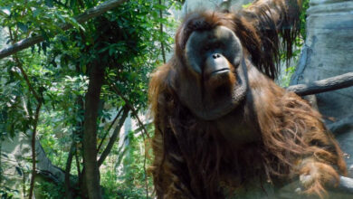 Orangután Toto. Créditos a quien corresponda
